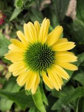 Rudbeckia pourpre 'Chiquita'