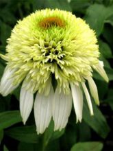 Rudbeckia pourpre 'Coconut Lime'