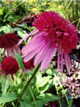 Echinacea Cranberry Cupcake - Rudbeckia pourpre