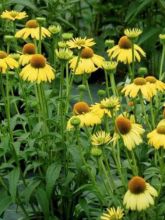 Rudbeckia pourpre 'Daydream'