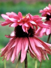 Echinacea purpurea Double Decker - Echinacée pourpre Double Decker