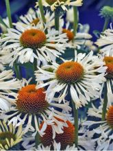 Echinacea Ferris Wheels - Rudbeckia pourpre