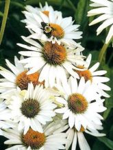 Rudbeckia pourpre 'Fragrant Angel'