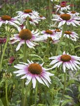 Rudbeckia pourpre 'Funky White'