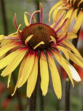 Rudbeckia pourpre 'Funky Yellow '