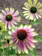 Rudbeckia pourpre 'Green Envy'