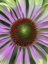 Rudbeckia pourpre 'Green Twister'