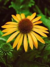 Rudbeckia pourpre 'Harvest Moon'