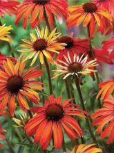 Rudbeckia pourpre 'Hot Summer'