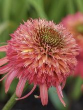 Rudbeckia ou Echinacea purpurea Irresistible