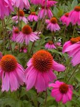 Rudbeckia ou Echinacea purpurea Kim's Knee High