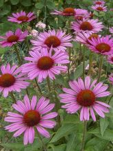 Rudbeckia ou Echinacea purpurea little magnus, Echinacée