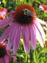 Echinacea purpurea Magnus - Rudbeckia pourpre