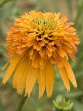 Echinacea Marmalade - Rudbeckia pourpre