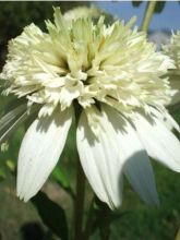 Rudbeckia pourpre 'Meringue'