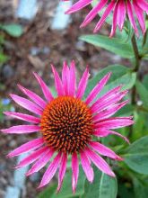 Echinacea purpurea Pica Bella - Rudbeckia pourpre  