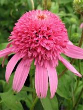 Rudbeckia pourpre 'Pink Double Delight'