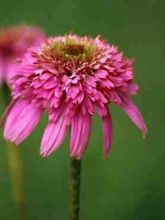 Rudbeckia ou Echinacea purpurea Razzmatazz - Rudbeckia pourpre