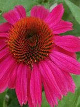 Echinacea Red Knee High - Rudbeckia pourpre