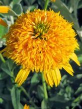 Rudbeckia pourpre 'Secret Glow'®