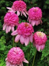 Echinacea Secret Romance - Rudbeckia pourpre 