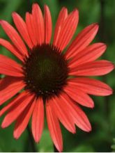 Echinacea purpurea Solar Flare - Rudbeckia pourpre