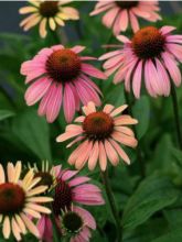 Echinacea ou Rudbeckia purpurea Summer Cocktail