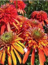 Echinacea ou Rudbeckia purpurea Summer Salsa