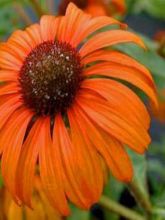 Rudbeckia pourpre 'Tangerine Dream'