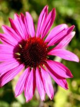 Rudbeckia ou Echinacea purpurea The King