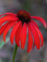 Rudbeckia pourpre 'Tomato soup'