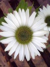 Echinacea purpurea Virgin - Rudbeckia pourpre