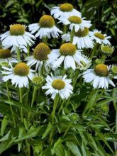 Echinacea purpurea White Meditation - Rudbeckia pourpre