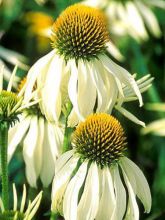 Rudbeckia pourpre 'White Swan'