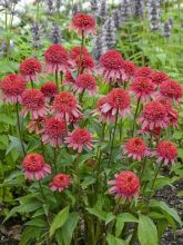 Echinacea Flamingo - Rudbeckia hybride