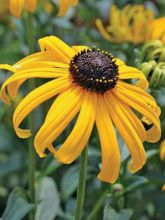 Rudbeckia fulgida Early Bird Gold