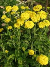 Rudbeckie laciniata 'Goldquelle'