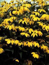 Rudbeckie nitida 'Herbstone'