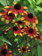 Rudbeckia triloba Prairie Glow