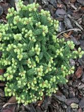 Abies balsamea Nana - Sapin baumier nain                            