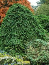 Picea abies Inversa - Epicea pleureur                          