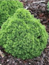 Picea glauca Alberta Globe - Epinette blanche                       