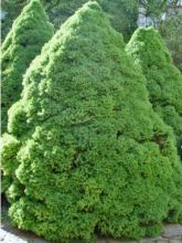 Epinette blanche - Picea glauca Conica