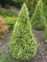 Picea glauca Daisy's White - Epinette blanche                      