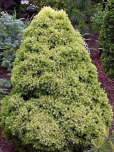 Picea glauca Rainbow's End - Epinette blanche         