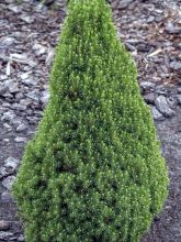 Epinette blanche - Picea glauca Zuckerhut