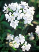 Saponaria officinalis Alba Plena - Saponaire officinale semi-double blanche.