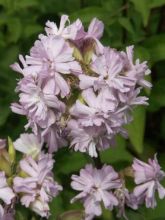 Saponaire, Saponaria officinalis Rosea Plena