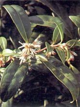 Sarcococca hookeriana humilis