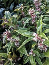 Sarcococca 'Winter Gem'